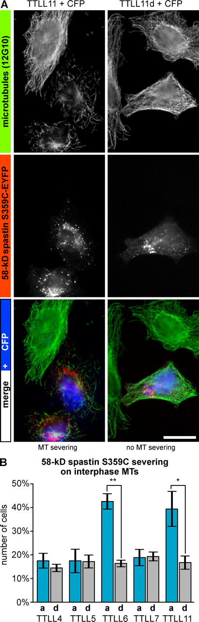 Figure 2. Polyglutamylation activates 58-kD spastin in vivo. (A) HeLa cells were cotransfected with the 58-kD isoform of spastin-EYFP (mutated S359C; Fig. S3) and an active (TTLL11) or inactive (TTLL11d) polyglutamylase. Cells were grown for 16 h before fixation and immunofluorescence staining with 12G10. CFP allowed identification of TTLL11-expressing cells. Bar, 20 µm. (B) Fraction cells expressing spastin S359C-EYFP and CFP that show MT severing as shown in A. A minimum of 100 cells was analyzed in three independent experiments. Error bars indicate SD. Significance was determined by two-tailed Student’s t test. P values are below 0.001 (**), or below 0.01 (*).