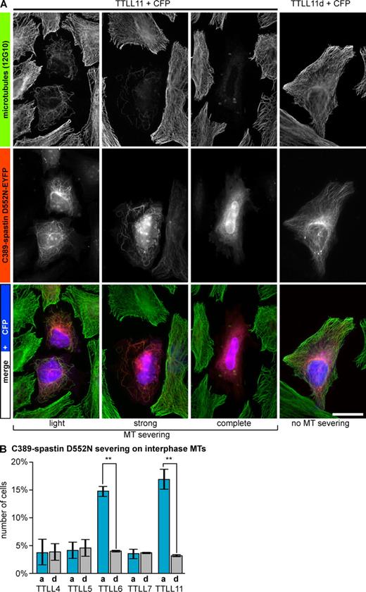 Figure 3. Polyglutamylation activates a short version of spastin in vivo. (A) HeLa cells transfected with the N-terminally truncated form of spastin, C389-spastin-EYFP (mutated D552N; Fig. S3), were grown for 15 h and subsequently transfected with either active TTLL11 or inactive mutant (TTLL11d) 7 h before fixation and immunofluorescence staining by 12G10. CFP coexpressed from the TTLL11 plasmids allowed identification of transfected cells. Bar, 20 µm. (B) Fraction of cells expressing C389-spastin D552N-EYFP and CFP showing MT severing (all severing phenotypes as shown in A were compiled). A minimum of 100 cells was analyzed in three independent experiments. Error bars SD. Significance was determined by two-tailed Student’s t test. All P values (**) are below 0.001.