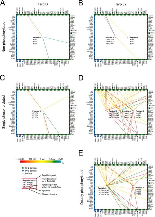 Figure 1. Quantitative protein interaction mapping. Quantitative data were obtained by probing SH2/PTB domain microarrays with fluorescently labeled peptides derived from Tarp. The resulting data were used to construct quantitative protein interaction maps. White circles within the square represent peptides derived from C. trachomatis. Peptide allocation can be derived from Table S1 and the peptide legend, which shows phosphorylation status and position within the full-length protein. For example, peptide 2 in A mimics the three identical ENIYE repeats of serovar D Tarp in the nonphosphorylated state. Green and blue circles around the square represent individual SH2 and PTB domains, respectively. Circles outside the square indicate tandem domains (the corresponding spot on the protein array contains both domains), which are connected to their individual domains (i.e., full-length SYK is in possession of two SH2 domains located either N or C terminally). A color-coded line is used to reflect the measured interaction strength between each domain–peptide pair (n = 2). Exact values are provided in Table S1. Interactions with KD ≥ 2 µM are omitted. (A and B) Interaction maps of nonphosphorylated Tarp D and L2. (C and D) Interaction maps of singly phosphorylated Tarp D and L2. (E) Interaction map of doubly phosphorylated Tarp from serovariant L2.
