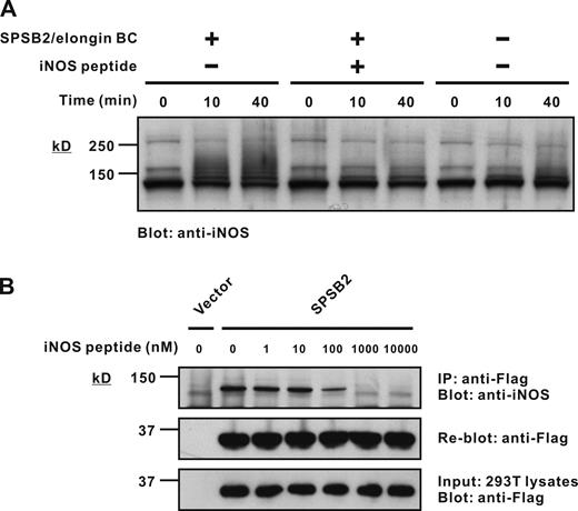 Figure 5. SPSB2 induces iNOS ubiquitination in vitro. (A) An in vitro ubiquitination assay was performed using recombinant E1, E2, and E3 ligase components and macrophage lysates as a source of iNOS. Excess free iNOS peptide was added as indicated. The reaction mixture was then separated by SDS-PAGE and analyzed by Western blotting with anti-iNOS antibody. Coomassie blue stain of the gel is shown in Fig. S2. (B) 293T cells were transiently transfected with cDNA expressing Flag-tagged SPSB2, lysed, and mixed with iNOS-expressing macrophage lysates containing increasing amounts of free iNOS peptide. Anti-Flag immunoprecipitates were then assessed for iNOS interaction by SDS-PAGE and Western blotting with anti-iNOS antibody. IP, immunoprecipitation.