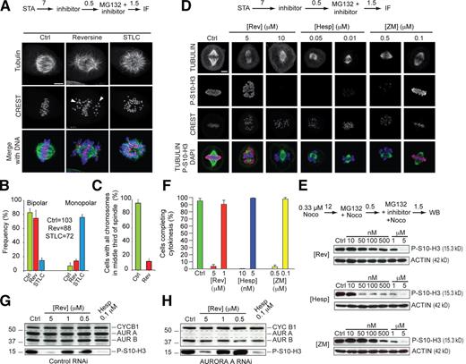 Figure 2. Submicromolar reversine does not inhibit Aurora B in living cells. (A) Reversine does not prevent spindle bipolarization, but several chromosomes fail to congress (arrowheads). 7 h (numbers above arrows indicate time in hours) after a single thymidine arrest (STA), STLC (an Eg5 inhibitor causing spindle monopolarization) or reversine was added, and after an additional 0.5 h, MG132 was added to prevent mitotic exit. After 1.5 h, cells were then processed for immunofluorescence (IF). (B) Quantification of the experiment in A on the indicated number of cells. (C) Quantification of alignment defects in the same experiment. (D) After release from a single thymidine arrest, cells entered mitosis in the presence of reversine (Rev), hesperadin (Hesp), and ZM447439 (ZM) and were fixed and subjected to immunofluorescence to monitor the levels of P-S10-H3. (E) A comparison of the effects of the inhibitors tested in D on the levels of P-S10-H3 in total cell lysates of mitotic HeLa cells. (F) The effects of the same three inhibitors on cytokinesis were evaluated in a time-lapse experiment. (B, C, and F) Error bars are mean ± SEM. (G and H) AURORA A (AUR A) does not contribute to the generation of P-S10-H3. Under conditions of RNAi of AURORA A, the disappearance of P-S10-H3 in the presence of reversine (H) followed the same pattern as in the control experiments (G). A similar experiment testing the effects on P-S7–CENP-A is reported in Fig. S4 B. Dashed lines highlight the disappearance of AURORA A in H as the result of RNAi. Ctrl, control; CYC B1, CYCLIN B1; Noco, nocodazole; WB, Western blot. Bars, 5 µm.