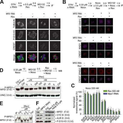 Figure 3. Reversine inhibits MPS1 in living cells. (A) Chromosome alignment phenotypes of mitotic HeLa cells that were depleted of MPS1 by RNAi or treated with 0.5 µM reversine (Rev), or both. The levels of P-S10-H3 appeared unaltered in all three experiments. A representative RNAi-based depletion of MPS1 is shown in F. (B) Representative localization experiments on different kinetochore proteins including CREST, CENP-C, MAD1, and SPINDLY (Griffis et al., 2007; Chan et al., 2009). Results from the complete analysis are summarized in C and in Fig. S3. (A and B) Numbers above arrows indicate time in hours. (C) The RZZ subunits ROD, ZWILCH, and ZW10, as well as the RZZ-associated protein SPINDLY and MAD1 are all largely evicted from kinetochores when the spindle checkpoint is triggered with 330 nM nocodazole (Noco), with no significant difference between MPS1 RNAi or reversine treatment. The effects on localization are expressed as ratios of the fluorescence value of the indicated protein to the value of CREST (both background subtracted) normalized to the equivalent ratio in control cells. Error bars are mean ± SEM. (D) Dose-dependent inhibition of MPS1 phosphorylation in the presence of reversine. Vinculin (VINC) was used as a loading control. (E) Dose-dependent inhibition of MPS1. Samples were separated on an 8% gel with the PHOS tag method (Kinoshita et al., 2006). (F) Western blotting demonstrates that P-S10-H3 levels are untouched upon MPS1 RNAi or inhibition with reversine. The hesperadin control illustrates the effects from inhibiting AURORA B (AUR B). Ctrl, control; CYC B, CYCLIN B; DTA, double thymidine arrest; IF, immunofluorescence; WB, Western blot. Bars, 5 µm.