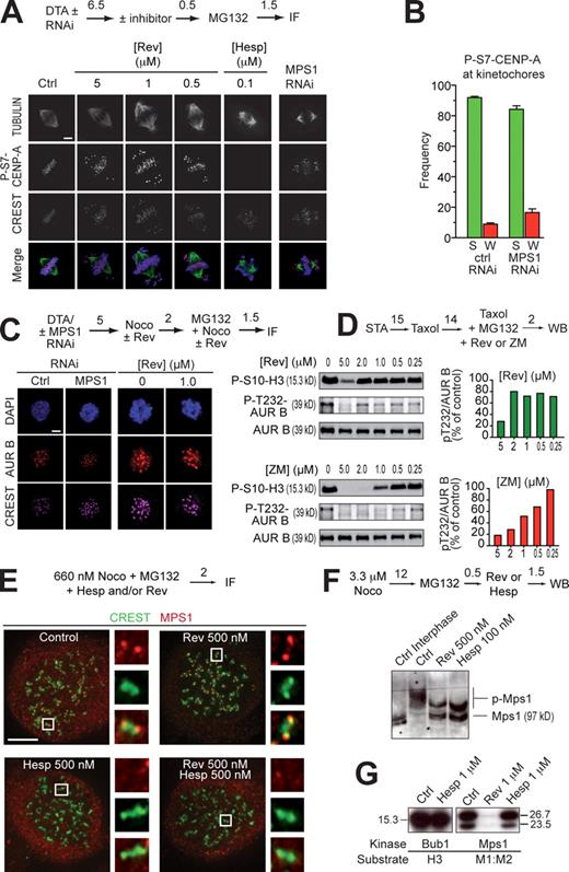 Figure 4. MPS1 acts downstream from Aurora B. (A) P-S7–CENP-A in mitotic HeLa cells is unaltered even at 5 µM reversine (Rev). The antigen is present on centromeres/kinetochores of chromosomes near the poles, as well as of chromosomes at the equator. The antigen is invisible in the presence of 100 nM hesperadin (Hesp). No compensation from Aurora A was observed (Fig. S4 B). (B) A quantification of the results in A. “S” and “W” indicate strong and weak binding, respectively. These criteria are indicated in Fig. S4 A. Error bars are mean ± SEM. (C) Kinetochore localization of AURORA B (AUR B) in HeLa cells is unaffected after MPS1 RNAi or the addition of reversine. (D, top) Phosphorylation of the activation loop of AURORA B (P-T232) is not affected by reversine until above 2 µM. The pattern of loss of activation loop phosphorylation follows the pattern of loss of P-S10-H3 phosphorylation. (bottom) The same experiment with ZM447439 (ZM) as a positive control. (E) Kinetochore localization of MPS1 in 660 nM nocodazole (Noco) is enhanced by 0.5 µM reversine. If AURORA B is inhibited with 0.5 µM hesperadin, reversine-induced localization of MPS1 is abrogated. Images were taken on a Delta Vision microscope. The insets represent 10× zooms of the boxed areas interpolated using SoftWoRx. (F) Both MPS1 and AURORA B inhibitors reduce the phosphorylation of mitotic MPS1, as visualized through the PHOS tag method (Kinoshita et al., 2006). (A and C–F) Numbers above arrows indicate time in hours. (G) Hesperadin does not inhibit BUB1 or MPS1 in an in vitro kinase assay (see also Table S1). Molecular mass is indicated in kilodaltons. Ctrl, control; DTA, double thymidine arrest; IF, immunofluorescence; WB, Western blot. Bars, 5 µm.