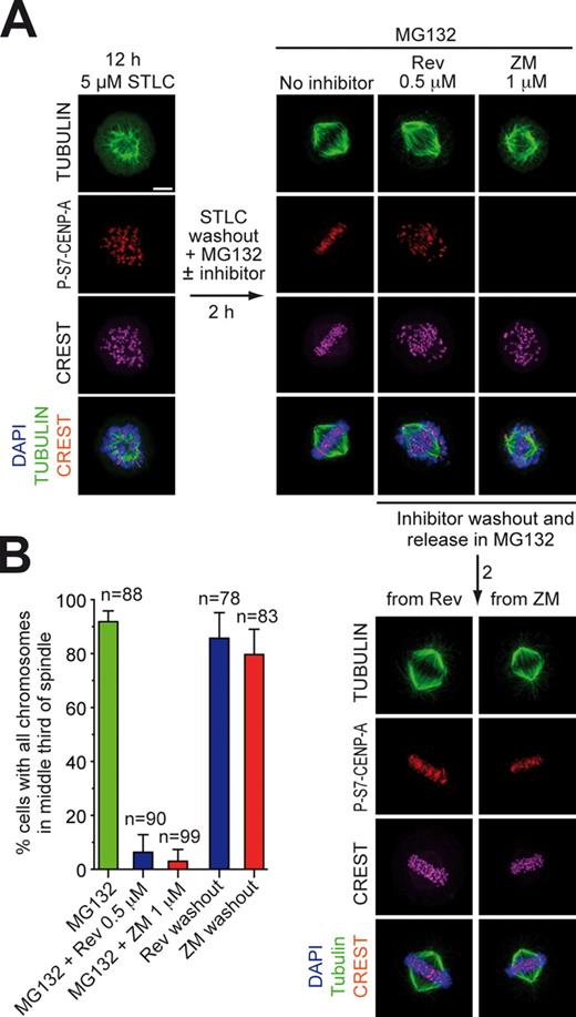 Figure 5. MPS1 is involved in error correction. (A) Cycling HeLa cells were treated with STLC for 12 h. Most cells arrest in mitosis with a monopolar spindle. After STLC washout in MG132, control cells bipolarize and form a normal metaphase. If STLC washout is performed in the presence of reversine (Rev) or ZM447439 (ZM), the spindle bipolarizes normally, but a large fraction of improper attachments are visible. P-S7–CENP-A, a bona fide AURORA B substrate, appears unaltered in reversine-treated cells but disappears in ZM447439. After removal of the inhibitors, a metaphase plate forms. P-S7–CENP-A reappears after washout of ZM447439. In vitro, 2 µM ZM447439 does not inhibit MPS1 (Table S1 and not depicted). (B) Quantification of results with number of cells monitored in the experiment. Error bars are mean ± SEM. Bar, 5 µm.