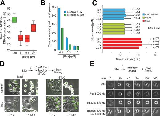 Figure 6. Reversine is a spindle checkpoint inhibitor. (A) Reversine (Rev) causes normally cycling HeLa cells to exit mitosis prematurely, which is a consequence of spindle checkpoint inactivation. The plot is a quantification of a time-lapse video microscopy experiment. (B) As in A, the experiment quantifies the behavior of cells in time-lapse video microscopy experiments in which HeLa cells were treated with two concentrations of nocodazole (Noco). Additional values (including controls) are collected in Table S2. (C) The ability of reversine to drive HeLa cells out of mitosis extends to at least two additional cell types. (A–C) Error bars are mean ± SEM. (D) The ability of HeLa cells to arrest in mitosis in the presence of 500 nM Taxol or 10 µM STLC was tested in a time-lapse experiment in the presence of reversine. 12 h after the beginning of the video, control cells treated with Taxol or STLC were still in mitosis, whereas the presence of reversine caused a spindle assembly checkpoint override and mitotic exit. (E) Similar experiments were performed in the presence of the Polo kinase inhibitor BI2536, which causes a mitotic arrest (Lénárt et al., 2007). In this case, time 0 refers to the last video frame before mitotic rounding up. (D and E) Numbers above arrows indicate time in hours. Ctrl, control; NEBD, nuclear envelope breakdown. Bars, 10 µm.