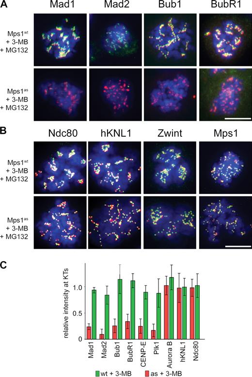 Figure 7. Mps1 kinase activity is continuously required to maintain Bub1 and all other SAC effectors at unattached kinetochores. (A and B) Mps1wt and Mps1as cells were treated with nocodazole for 4 h to activate the SAC and treated with nocodazole, MG132, and/or 3MB-PP1 for an additional 2 h. Cells were fixed and stained with antibodies against the indicated SAC or kinetochore components (green) and CREST antiserum (red). Note that cells not treated with 3MB-PP1 retained normal kinetochore localization patterns and, thus, have been omitted from these montages for clarity. Additional kinetochore/centromere proteins analyzed in this assay are shown in Fig. S2. (C) Kinetochore (KT)-specific signal intensities were determined in 3MB-PP1–treated Mps1as and Mps1wt cells (>100 kinetochores in more than five cells per sample) and normalized to the equivalent values in untreated Mps1wt cells. Error bars indicate SEM. Bars, 10 µm.