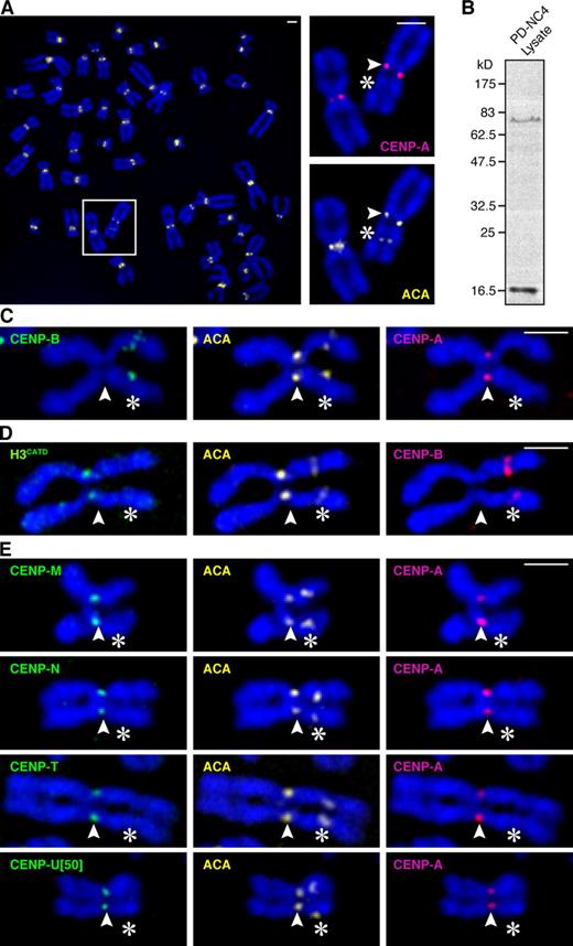 Figure 1. Epigenetic determinants of centromere identity are intact at the neocentromere of the PD-NC4 chromosome variant. (A) ACA stains both the epigenetically silenced centromere and the neocentromere. Insets show higher magnification views of the boxed area. (B) Immunoblot of PD-NC4 lysates with ACA reveals two bands with electrophoretic mobility consistent with ∼80 kD CENP-B (Earnshaw and Rothfield, 1985) and ∼17 kD CENP-A (Earnshaw and Rothfield, 1985). (C) CENP-A and CENP-B clearly differentiate the active versus inactive ACA staining centromeres on the PD-NC4 chromosome. (D) The CATD is sufficient for targeting H3CATD to the neocentromere. (E) CENP-ANAC components, each stably expressed as LAP fusions, track with CENP-A to the neocentromere. Outer kinetochore components Mad1 (Fig. S3 A) and Ndc80 (Fig. S3 B) were recruited to the neocentromere. Arrowheads indicate the neocentromere, and asterisks indicate the silenced centromere. Bars, 2 µm.