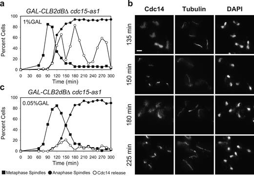 Figure 3. Nondegradable Clb2 promotes periodic cycles of Cdc14 release and sequestration. (a and b) GAL-CLB2dBΔ cdc15-as1 (Ry1394) cells were arrested with α-factor in YEPR and released into medium supplemented with 1% galactose and 5 µM 1NM-PP1 analogue 9 (Bishop et al., 2001) to induce the expression of Clb2 and inactivate the cdc15-as1 allele, respectively. (a) The percentages of cells with metaphase spindles (closed squares), anaphase spindles (closed circles), and cells with Cdc14 released from the nucleolus (open circles) were determined at the indicated times. (b) The localization of Cdc14 and the morphology of the mitotic spindle and nuclei for representative fields of cells are shown for various time points (Videos 1 and 2). Bar, 3 µm. (c) GAL-CLB2dBΔ cdc15-as1 (Ry1394) cells were arrested with α-factor in YEPR and released into fresh medium supplemented with 0.05% galactose and 5 µM Cdc15-as1 inhibitor (1NM-PP1 analogue 9; Bishop et al., 2001). Cell samples were analyzed as in a.