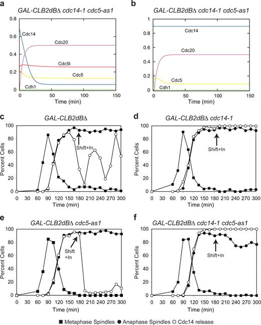 Figure 8. Cdc14 resequestration requires both Cdc5 inactivation and Cdc14 phosphatase activity. (a) The Cdc5 stabilization model predicts that Cdc14 is resequestered in the double mutant cdc14-1 cdc5-as1. Parameters and equations in the supplemental equations are shown in the text and Table S2, except for kph_cfi = 0, kdeph_cdh = 0, and kdeph_c5 = 0. (b) The Cfi1 dephosphorylation model predicts that when both Cdc5 and Cdc14 are not active, the phosphatase is not resequestered. Parameters and equations are shown in the supplemental equations paragraph and Table S1, except for kph_cfi = 0, kdeph_cdh = 0, and kdeph_cfi = 0. (c–f) GAL-CLB2dBΔ (Ry1387; c), GAL-CLB2dBΔ cdc14-1 (Ry1575; d), GAL-CLB2dBΔ cdc5-as1 (cdc5L158G; Ry1607; e; Zhang et al., 2005; Snead et al., 2007), and GAL-CLB2dBΔ cdc14-1cdc5-as1 (cdc5L158G; Ry1606; f) cells were arrested with 5 µg/ml α-factor. After 3 h, cells were released into medium lacking pheromone supplemented with 1% galactose to induce the expression of Clb2. 180 min after the release, cells were shifted at 37°C and supplemented with 10 µM cdc5-as1 inhibitor (CMK; arrows; Snead et al., 2007). The percentages of cells with metaphase spindles (closed squares), anaphase spindles (closed circles), and cells with Cdc14 released from the nucleolus (open circles) were determined at the indicated times.
