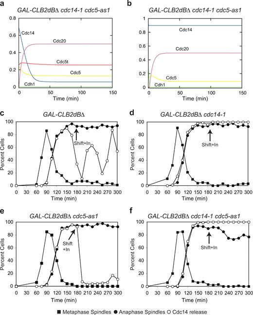 Figure 8. Cdc14 resequestration requires both Cdc5 inactivation and Cdc14 phosphatase activity. (a) The Cdc5 stabilization model predicts that Cdc14 is resequestered in the double mutant cdc14-1 cdc5-as1. Parameters and equations in the supplemental equations are shown in the text and Table S2, except for kph_cfi = 0, kdeph_cdh = 0, and kdeph_c5 = 0. (b) The Cfi1 dephosphorylation model predicts that when both Cdc5 and Cdc14 are not active, the phosphatase is not resequestered. Parameters and equations are shown in the supplemental equations paragraph and Table S1, except for kph_cfi = 0, kdeph_cdh = 0, and kdeph_cfi = 0. (c–f) GAL-CLB2dBΔ (Ry1387; c), GAL-CLB2dBΔ cdc14-1 (Ry1575; d), GAL-CLB2dBΔ cdc5-as1 (cdc5L158G; Ry1607; e; Zhang et al., 2005; Snead et al., 2007), and GAL-CLB2dBΔ cdc14-1cdc5-as1 (cdc5L158G; Ry1606; f) cells were arrested with 5 µg/ml α-factor. After 3 h, cells were released into medium lacking pheromone supplemented with 1% galactose to induce the expression of Clb2. 180 min after the release, cells were shifted at 37°C and supplemented with 10 µM cdc5-as1 inhibitor (CMK; arrows; Snead et al., 2007). The percentages of cells with metaphase spindles (closed squares), anaphase spindles (closed circles), and cells with Cdc14 released from the nucleolus (open circles) were determined at the indicated times.
