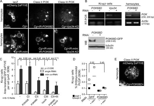 Figure 7. mtm interacts with both class II Pi3K68D and class III Vps34 for PI(3)P homeostasis. (A) PI(3)P distribution, as detected by mCherry:2xFYVE in single hemocyte for genotypes as shown, was expanded (IR-mtm), depleted (IR-Pi3K68D or Vps34-KD), or restored (bottom; IRmtm with IR-Pi3K68D or Vps34-KD). (B) Depletion of Pi3K68D or Vps34 transcripts in RNAi-treated Kc167 cells (left) and purified hemocytes (right; Pxn-GAL4/UAS-IR-Pi3K68D). Pi3K68D:GFP (bottom; anti-GFP) in RNAi-treated Kc167 cells. WB, Western blot. (C) GFP:2xFYVE area in RNAi-treated Kc167 cells (Fig. S4 C) normalized per cell number. Single-kinase RNAi (gray) or mtm coRNAi (black). (D) Percent PI(3)P of total myo-inositol from RNAi-treated Kc167 cells. Similar trends were found across two experiments. (E) Pi3K68D:GFP expression expanded PI(3)P detected by mCherry:2xFYVE. Error bars indicate SEM.