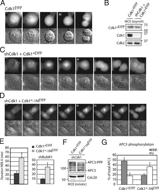 Figure 1. Cdk1-bound Cks proteins enhance APC/C phosphorylation and mitotic progression. (A) Cdk1–EYFP shows no distinct intracellular localization. M denotes metaphase alignment and onset of cyclin B1 destruction in U2OS cells. (B) Complementation of Cdk1 RNAi by RNAi-resistant Cdk1*–EYFP. (C) Reconstitution of Cdk1 depletion by Cdk1*–EYFP reveals cyclin B1 binding (Fig. S1 B and Video 1). Cdk1 localization gets dispersed upon cyclin B1 degradation at metaphase. (D) Complementation of Cdk1 depletion by non-Cks–binding Cdk1*–1N delays cells in mitosis. (E) Reconstituted expression of fluorescent wild-type Cdk1 rescues Cdk1 RNAi (Lindqvist et al., 2007); NEB to anaphase (NEB-A) is normal at ∼24 min (n = 8). Cdk1*–1N–EYFP-complemented cells are delayed in mitosis, NEB to anaphase is 57 min (n = 7). (right) Graph shows that Cdk1*–1N–EYFP-complemented cells delay independently of the spindle checkpoint. Knockdown of BubR1 (shBubR1; Lens et al., 2003) was verified by staining imaged cells with anti-BubR1 after fixation (not depicted). (F) Mitotic cells arrested in the spindle checkpoint were collected. Extracts were blotted with the indicated antibodies. (G) Intensities of the most phosphorylated forms of APC3 (ppp) and the unphosphorylated APC3 (u) from four different experiments as in F were quantified. A detailed description is shown in Fig. S1 E. WCE, whole cell extract. Error bars indicate standard deviations. Markers are given in kilodaltons. Bars: (A) 5 µM; (C and D) 10 µM.