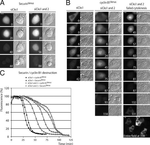 Figure 2. Cks promotes APC/C–dependent destruction of cyclin B1 and securin. (A and B) Cells were treated with siRNA pools targeting Cks1 (siCks1; control) or both Cks1 and Cks2 (siCks1 and 2). Total amounts of siRNA were kept equal. Cells transfected with either securin-Venus (A) or cyclin B1–Venus (B) and expressing similar fluorescent protein levels were followed during mitosis (see Fig. S2 A for quantified fluorescence levels and total destruction times). (C) Fluorescence levels plotted over time starting 3 min before NEB are shown. Data are representative of three independent experiments for each condition. Numbers indicate minutes. Bars, 10 µM.