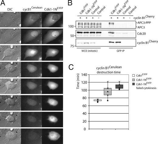 Figure 4. Cks promotes recruitment of cyclin B1 as an APC/C substrate. (A) Cells were cotransfected with cyclin B1–cerulean and either Cdk1*–EYFP or Cdk1*–1N–EYFP. A cell undergoing mitotic exit without cytokinesis is shown. DIC, differential interference contrast. Bar, 5 µM. (B) Reduced APC/CCdc20 binding of cyclin B1–Cdk1–1N complexes in cells, whereas total APC/C phosphorylation is normal. Checkpoint-arrested mitotic cells selected for expression of indicated constructs were collected. GFP IPs (pulling down Cdk1–EYFP) on equalized extracts were blotted for coprecipitation of the indicated proteins. Cyclin B1–Cherry is not recognized by the anti-GFP antibodies. WCE, whole cell extract. (C) Quantitative comparison of destruction times of cyclin B1 bound to Cdk1 (white) or Cdk1–1N (light gray). The destruction times of the cells expressing Cdk1–1N, which failed cytokinesis, are presented in the dark gray box. The plots contain data from three independent experiments (see Fig. S2 B for destruction curve). Markers are given in kilodaltons.