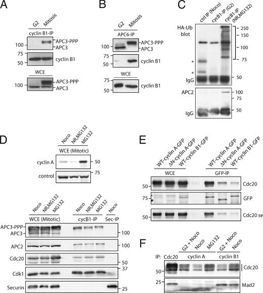Figure 5. Binding of phosphorylated APC/CCdc20 to cyclin B1 starts in mitosis. (A) Cyclin B1 IPs from synchronized G2 phase and nocodazole-arrested mitotic cells (mitosis) are shown. See Materials and methods for synchronization details. IPs were analyzed for coprecipitating proteins by Western blotting probed for anti-APC3 (top; showing only phosphorylated APC3) or anti–cyclin B1 (middle). (bottom) The presence of unphosphorylated (lane 1) and phosphorylated (lane 2) APC3 in whole cell extracts (WCE) used for the IPs (10% of input) is shown. (B) APC/C IPs using anti-APC6 antibodies on extracts of G2 phase cells and mitotic cells. (C) Cyclin B1 IPs on extracts from G2 or mitotic cells were used in in vitro ubiquitination assays. Mitotic cells arrested in nocodazole were released but kept in mitosis by the proteasome inhibitor MG132 (NR, MG132). Control, GFP IPs. Purified E1 enzyme, the APC/C-specific E2 enzyme UbcH10, ATP, and HA-ubiquitin (HA-Ub) were added to start the reactions. HA-ubiquitin–conjugated reaction products were probed with anti-HA antibody (for further controls see Fig. S3). Asterisks indicate an aspecific background band in the control GFP IPs. (D) Comparison of mitotic cells arrested in the spindle checkpoint (Noco), released from the spindle checkpoint arrest but kept in mitosis by MG132, or allowed to enter mitosis in the presence of MG132; the latter contain high cyclin A levels (top). Cyclin B1 IPs are shown; negative control, securin (Sec) IP. Western blots were analyzed for coprecipitating proteins with the indicated antibodies. (top) Phosphorylated forms of APC3 in cyclin B1 IPs are shown. (E) Cells were transfected and selected for expression of the indicated cyclin–GFP fusion proteins. Mitotic cells that had entered mitosis in the presence of the proteasome inhibitor MG132 were collected by shake off. GFP IPs were probed for coprecipitation of Cdc20. (F) Cells were synchronized in G2 and mitosis as indicated. Anti–cyclin A IPs, anti–cyclin B1 IPs, and mitotic extracts were blotted for APC3, Cdc20, and Mad2. Comparable polyclonal antibodies were used detecting the N-terminal 430 amino acids of the respective cyclins. Markers are given in kilodaltons.