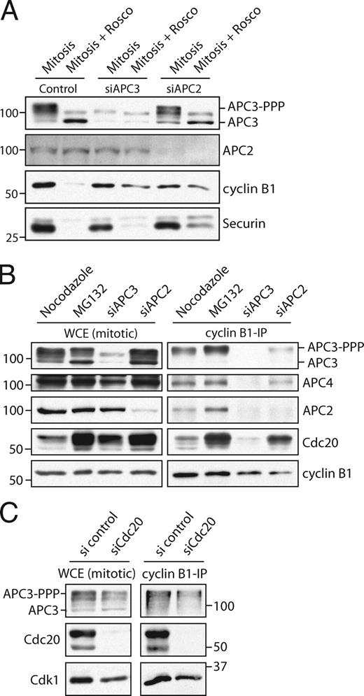Figure 6. Retention and destruction of cyclin B1 critically depends on APC3. (A) Cells were arrested in mitosis by nocodazole after treatment with control siRNA (lanes 1 and 2) or arrested by treatment of siRNA pools targeting APC3 (lanes 3 and 4) or APC2 (lanes 5 and 6). 50% of these mitotic cells were released out of mitosis by the Cdk1 inhibitor roscovitine (Rosco; lanes 2, 4, and 6). Extracts were blotted and probed with antibodies against the indicated proteins. (B) IPs with anti–cyclin B1 antibodies on extracts of mitotic cells arrested in the spindle checkpoint (nocodazole) by allowing the cells to enter mitosis in the presence of MG132 or by treatment of siRNA pools targeting APC3 or APC2. Extracts and IPs were probed with antibodies against the indicated proteins. (C) IPs with cyclin B1 antibodies on extracts of mitotic cells arrested by the spindle checkpoint and treated with control siRNA or an siRNA pool targeting Cdc20. IPs were blotted and probed with antibodies against the indicated proteins. Identical results were obtained by using shRNA to target APC3 (Fig. S5). Markers are given in kilodaltons. WCE, whole cell extract.