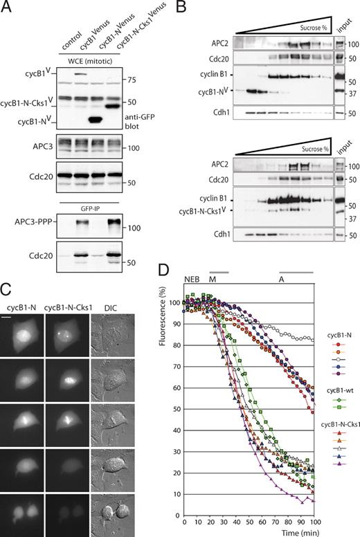 Figure 8. Cks enhances destruction of the N-terminal cyclin B1 fragment. (A) Cells expressing cyclin B1–Venus (lane 2), the first 86 amino acids of cyclin B1 fused to Venus (cycB1-N-Venus; lane 3), or the same N-terminal cyclin B1 fragment fused to Cks1 and Venus (cycB1-N-Cks1-Venus; lane 4) was synchronized in the spindle checkpoint and mitotic cells collected by mitotic shake off. GFP IPs on equal amounts of protein precipitated the Venus fusion proteins, which were blotted to examine coprecipitation of the indicated proteins (bottom). (B) Spindle checkpoint–arrested mitotic cells expressing cyclin B1–N–Venus or cyclin B1–N–Cks–Venus were collected, and lysates were subjected to sucrose gradient centrifugation. Fractions were blotted and probed with antibodies against the indicated proteins. (C) U2OS cells were cotransfected with vectors encoding cyclin B1–N–cerulean (cycB1-N) and cyclin B1–N–Cks–Venus (cycB1-N-Cks1) and followed as they progressed through mitosis. DIC, differential interference contrast. Bar, 10 µM. (D) Venus- and cerulean-tagged versions of cyclin B1–N or cyclin B1–N–Cks1 were cotransfected in U2OS cells. Cells either expressing cyclin B1–N or cyclin B1–N–Cks1 were followed during mitosis, and fluorescence levels were measured at NEB and plotted over time. For comparison, cells were also simultaneously transfected with three differently colored constructs, cyclin B1–N–Venus, cyclin B1–N–Cks1–cerulean, and a full-length red fluorescent cyclin B1 construct, cyclin B1–Cherry. Fluorescence levels of two triple-colored cells passing mitosis and performing a normal anaphase were included in the graph as a reference. Results of two independent experiments are shown. M, metaphase onset; A, anaphase onset. Comparable differences in destruction of the cyclin B1 reporters were found in >30 cells in four independent experiments. We found no significant effect of the different fluorescent tags on the destruction rates of the cyclin B1 fragments (Fig. S2 C). Markers are given in kilodaltons. WCE, whole cell extract.