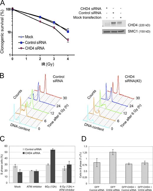 Figure 2. Knockdown of CHD4 sensitizes cells to IR and deregulates cell cycle progression. (A) Clonogenic survival assay. U2OS cells were treated with control or CHD4 siRNAs (SMARTpool) for 72 h as indicated, irradiated, and colonies with >50 cells were counted. CHD4 down-regulation was monitored by immunoblotting. SMC1, loading control. (B) U2OS cells were treated with control or CHD4 siRNA (#2) for 72 h, irradiated (6 Gy), and analyzed at the indicated time points by flow cytometry. (C) U2OS cells were treated with control or CHD4 siRNAs (SMARTpool), treated with ATM inhibitor for 1.5 h, irradiated, and analyzed by flow cytometry. The efficiency of CHD4 siRNAs in B and C is shown in Fig. S3 B. (D) U2OS cell lines conditionally expressing GFP or GFP-CHD4 resistant to siRNA (#3) were treated with control or CHD4 siRNA (#3) as indicated. After 48 h, the transgenes were induced by addition of doxycycline after an additional 24 h, irradiated, and analyzed by flow cytometry. To compensate for minor differences in the starting S phase content in the two cell lines, the data were normalized and are presented as the ratios between the S phase content measured 10 h after IR (T10) and that in unirradiated cells (T0). The GFP-CHD4 cell line and the efficiency of siRNA (#3) are characterized in Fig. S1 E. Error bars indicate SEM.