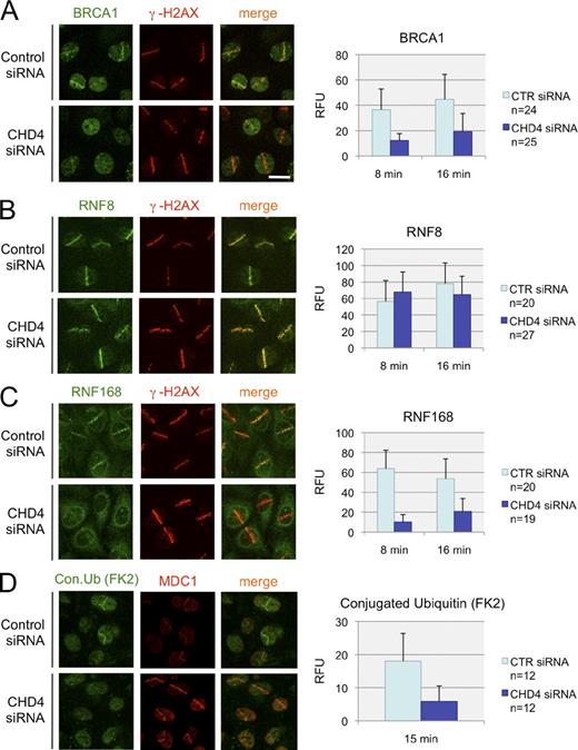 Figure 4. Impaired ubiquitylation and delayed accumulation of BRCA1 at the site of DSBs in the absence of CHD4. (A–D) U2OS cells were treated with control (CTR) or CHD4 siRNAs (SMARTpool) for 72 h, microirradiated by the laser, and immunostained with antibodies to BRCA1 (A), RNF8 (B), RNF168 (C), and conjugated ubiquitin (FK2 antibody; D). Cells were coimmunostained with antibodies to γ-H2AX (A–C) or MDC1 (D) to mark the DSB-containing tracks. (left) Representative fields for each DSB regulator (A–C, acquired 8 min after microirradiation; D, acquired 15 min after microirradiation) are shown. (right) Graphs show quantification of relative fluorescence intensities in the microirradiated areas subtracted by the background fluorescence in the undamaged parts of the nucleus. The efficiency of CHD4 siRNAs in A–D is shown in Fig. S3 B. RFU, relative fluorescence units. Error bars indicate SD. Bar, 10 µm.