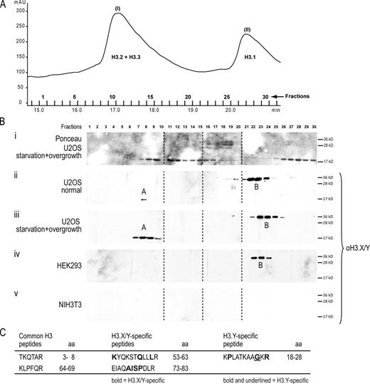 Figure 6. Purification and identification of endogenous H3.Y variant protein. (A) RP-HPLC section showing histone H3 peaks (see Fig. S4 A for complete RP-HPLC profile). Acid-extracted histones from starved and overgrown U2OS cells (Fig. 5) were separated by RP-HPLC, and histone H3 peaks (peak I, H3.2+H3.3; peak II, H3.1) spanning fractions 1–31 are shown. (B) Immunoblotting analyses of RP-HPLC fractions 1–30 spanning histone H3 peaks I to II from different cell lines under distinct growth conditions with α-H3.X/Y antibody. (i) Ponceau S staining of membrane containing histone fractions from starved and overgrown U2OS cells to detect H3.1, H3.2, and H3.3 proteins. Immunoblots incubated with α-H3.X/Y from RP-HPLC fractions from U2OS cells (ii), starved and overgrown U2OS cells (iii), HEK293 cells (iv), and mouse NIH3T3 cells (v). Dotted lines indicate that intervening lanes have been spliced out. The two anti-H3.X/Y–positive fractions are indicated with A and B. Proteins of both fractions were independently subjected to MS/MS analyses. (C) List of H3-, H3.X/Y-, and H3.Y-specific peptides identified by LC-MS/MS from combined band A–corresponding fractions from U2OS cells (normal and SO treated; see iii). Amino acids highlighted in bold are specific for H3.X and H3.Y; a bold and underlined amino acid is found only in H3.Y.