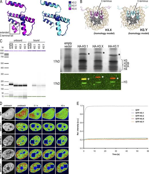 Figure 3. Structure and stability of H3.X- and H3.Y-containing nucleosomes. (A) In silico homology model of H3.X (purple, left) and H3.Y (light blue, right) protein structures in overlay with the crystal structure of H3.2 (dark blue). (B) Crystal structure of nucleosome with H3.2 exchanged by in silico homology models of H3.X (purple, left) and H3.Y (light blue, right), respectively. (C) IP of mononucleosomes generated from HeLa cells transfected with empty vector, HA-H3.1, -H3.X, and -H3.Y shows incorporation of novel H3 variants into nucleosomes. Bioanalyzer evaluation of purified DNA after IP of MNase-treated chromatin (unbound and bound material) shows digestion of chromatin to mononucleosomes and their successful precipitation (left; see also Fig. S2 A for DNA size and quality). Silver stain of 15% SDS-PAGE with α-HA IPs of mononucleosomes revealed successful binding of HA-tagged H3 variants (asterisks) and pull-down of core histones (top, right). Immunoblot of immunoprecipitates with α-HA (red) and α-H3 C-terminal (green) antibodies visualized by the Odyssey infrared imaging system (bottom, right). Notice that endogenous H3 is coimmunoprecipitated with all H3 variants analyzed. (D) FRAP experiments to evaluate nucleosomal stability of novel H3 variants using spinning disk confocal microscopy. HeLa Kyoto cells were transiently transfected with GFP, GFP-H3.1, -H3.3, -H3.X, and -H3.Y constructs. A small nuclear area was photobleached (box) and the recovery of the fluorescent signal was monitored over 1 min and up to 8 h (see Fig. S2, B–D, for long-term FRAP). Depicted is a short-term FRAP series (selected time points are shown) of GFP-tagged H3 variants compared with GFP alone. Bar, 5 µm. (E) Quantification of short-term FRAP experiment. Mean curves of 10–20 individual cells are shown. Standard deviations were very small (in the range of ± 0.02) and were omitted for clarity (for details see Fig. S2 D). All GFP-H3 variants show almost no recovery within the first 60 s after bleaching, which indicates that all expressed fusion protein was stably incorporated into nucleosomes. In contrast, GFP alone recovers to almost 100% within 5 s.