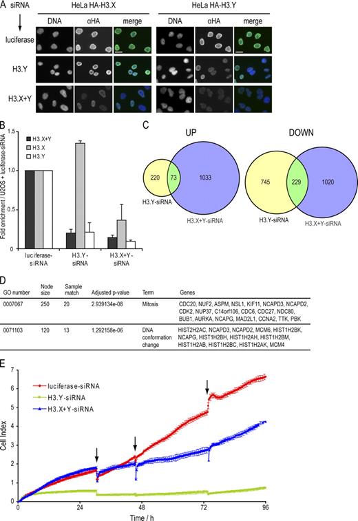 Figure 7. Influence of H3.Y expression on global gene regulation and cell growth. (A) Specificity determination of siRNAs against novel variants. IF microscopy using α-HA (green) and DAPI (blue) staining of HeLa cells expressing HA-H3.X and -H3.Y 4 d after RNAi treatment with indicated siRNAs. Bar, 20 µm. (B) qPCR analysis to verify efficient H3.X and H3.Y RNAi knockdown before global transcriptome analysis. Primer pair H3.X+Y (dark gray) specifically recognizes H3.X and H3.Y nucleotide sequences, whereas two other primer pairs are H3.X- (light gray) or H3.Y-specific (white). Data were normalized to HPRT1 and HMBS expression levels and depict fold enrichment of expression in comparison to luciferase control RNAi. Controls generated without reverse transcriptase were used to assess amplification threshold. Error bars represent SEM of two independent biological experiments. (C) Venn diagrams of genes deregulated after H3.X+Y (blue) and H3.Y (yellow) RNAi in SO-treated U2OS cells, as identified by microarray analyses of two independent experiments when compared with luciferase control knockdown. Digits indicate numbers of genes significantly up- (left) or down-regulated (right) in comparison to luciferase control knockdown. (D) Simplified GO analysis of overlapping genes after H3.X+Y and H3.Y knockdown. Detailed GO lists are shown in Tables S1 and S2. Node size = total number of genes analyzed in this node (GO term/group). (E) Growth curve of U2OS cells after RNAi (red, luciferase control siRNA; blue, H3.X+Y siRNA; green, H3.Y siRNA). Arrows mark changes of growth medium.