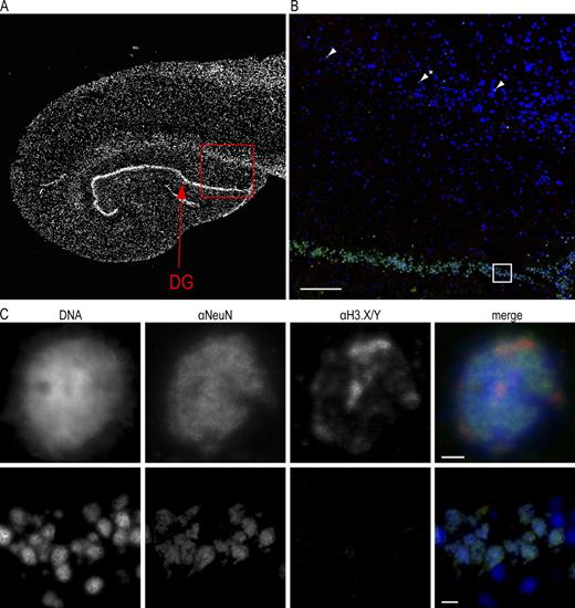 Figure 8. H3.X/Y protein expression in human brain. (A) Overview IF picture of commercially available human hippocampus section stained with DAPI (DNA, gray). (B) Human hippocampus sections were costained with α-H3.X/Y (red), α-NeuN (neuronal marker, green), and DAPI (DNA, blue). The boxed section from A is shown. Arrows indicate neuronal cells with positive α-H3.X/Y staining in the region above DG. One out of three representative stainings is shown. (C) The boxed section and the α-H3.X/Y–positive cell marked with an asterisk in B are shown in higher resolution. Costainings with astrocyte marker antibody (α-GFAP) are shown in Fig. S5. Bars: (A and B) 200 µm; (C, top) 2 µm; (C, bottom) 10 µm.