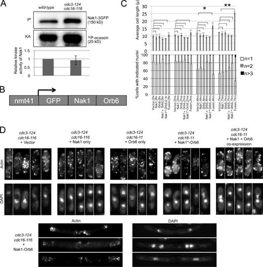 Figure 3. Fusion of Nak1 to Orb6 bypasses SIN inhibition of cell elongation. (A) The SIN does not inhibit Nak1 activity. Wild-type and cdc3-124 cdc16-116 cells expressing Nak1-3GFP from the chromosomal promoter were grown at 25°C and then shifted to 36°C for 3 h before harvesting. Cell extracts were prepared and Nak1-3GFP was immunoprecipitated with anti-GFP (Invitrogen) antibody. The immunoprecipitates were split, with one portion used for Western blotting using GFP antibodies (Santa Cruz Biotechnology, Inc.) (IP), and the other portion for in vitro kinase assays using α-casein (Sigma-Aldrich) as an artificial substrate (Leonhard and Nurse, 2005). The kinase activity (KA) was measured using a PhosphorImager (MDS Analytical Technologies), quantified using ImageQuant software, and normalized to the amount of Nak1 (IP). The activity relative to wild-type cells is shown. The difference in the normalized Nak1 kinase activity between the wild-type and the cdc3-124 cdc16-116 cells was not significant based on t test analysis from three different experiments. Error bars denote SD of the relative KA. (B) Schematic representation of the Nak1–Orb6 fusion construct expressed from the medium strength thiamine-repressible promoter, nmt41. (C) cdc3-124 cdc16-116 cells carrying the indicated plasmids were induced for 19 h in media lacking thiamine and shifted to 36°C; then cells were collected at 2, 4, and 7 h. The plasmids used were the pRep41 vector, or the pRep41 vector carrying Nak1, Orb6, the Nak1–Orb6 fusion (fusion), the Nak1 kinase-dead–Orb6 fusion (Nak1*-Orb6), or the Nak1 and Orb6 genes on separate plasmids (Nak1 + Orb6). Cells were then stained with DAPI and scored for cell length measurements (top panel) and nuclei count (n, bottom panel). Error bars in the cell length plot denote SD of the length measurements obtained from three separate experiments. Average cell length was compared between cells with vector control and those with the different transgenes as indicated in the figure at each time point. Statistically significant increase in cell length (based on P-value calculation by t test analysis) was observed only in cells expressing the fusion construct. *, P = 0.0118; **, P = 0.0001. At least 100 cells were analyzed for each time point. For clarity, the SD values for the nuclear count plot are shown in Fig. S4. (D) cdc3-124 cdc16-116 cells with the indicated transgenes were grown as in C and then processed for actin staining. Montage of representative cells (separated by dashed dividing lines) with actin (phalloidin staining) and nuclei (DAPI staining) staining are shown for the 7-h time point.