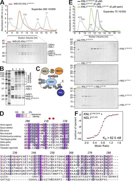 Figure 2. The C-terminal domain of KNL1 interacts directly with MIS12C. (A) Size-exclusion chromatography analysis demonstrates that MIS12C and KNL12106–2316 form a stoichiometric complex. (B) Cross-linking analysis. In lanes 1–3, 5 nmol, 11 nmol, or 22 nmol BS2G was added, respectively. (C) Summary of identified intersubunit cross-links. The full list of cross-links is listed in Table S2. (D) Multiple sequence alignment of the C-terminal regions of NSL1 from different species. The two red dots indicate residues that were mutated into glutamic acid (E) in the NSL1EE mutant. (E) Size-exclusion chromatography analysis on the interaction of KNL12106–2316 with a construct encompassing residues 227–281 of the NSL1 subunit of the MIS12C. Elution profile of KNL12106–2316 (top), NSL1227–281 (middle), and of a stoichiometric combination of KNL12106–2316 and NSL1227–281 (bottom). (A and E) Dashed gray lines and numbers indicate elution markers in the size-exclusion chromatography experiments and their molecular masses (in kilodaltons), respectively. (F) ITC on the KNL12106–2316–NSL1227–281 interaction reveals a Kd of ∼130 nM and a stoichiometry of 1:1.