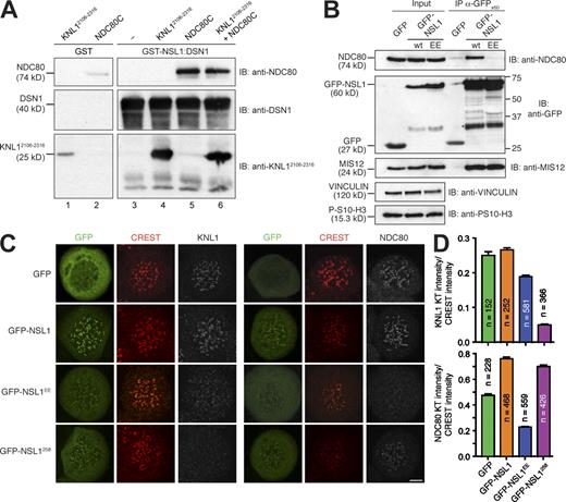 The MIS12 complex is a protein interaction hub for outer kinetochore assembly | Journal of Cell Biology | Rockefeller University Press The MIS12 complex is a protein interaction hub for outer kinetochore assembly | Journal of Cell Biology | Rockefeller University Press