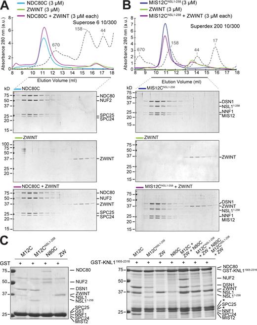 Figure 7. Interactions of ZWINT. (A) Elution profile and SDS-PAGE analysis of NDC80 and recombinant ZWINT. No complex with NDC80C was observed. (B) As in A, but with MIS12C. (A and B) Dashed gray lines and numbers indicate elution markers in the size-exclusion chromatography experiments and their molecular masses (in kilodaltons), respectively. (C, left) Only background binding to GST bound to glutathione Sepharose beads was observed. (right) A GST-KNL11904–2316 fusion protein was used as an affinity bait on glutathione Sepharose beads. This construct was then incubated with the indicated proteins. Asterisks mark two bands that copurify with GST-KNL11904–2316 on the glutathione Sepharose beads. Additional controls and input proteins are shown in Fig. S3.