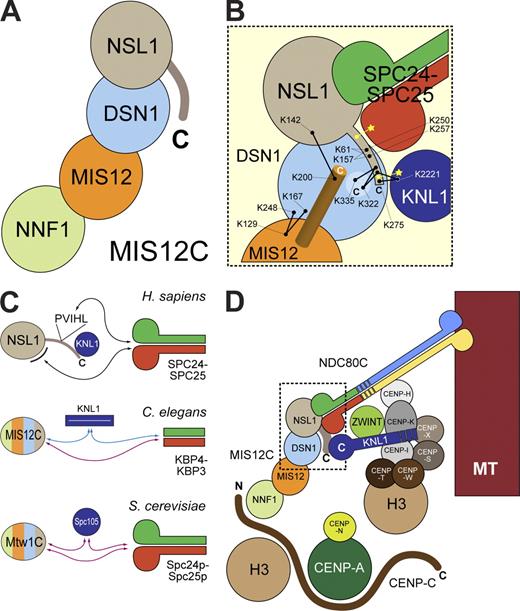Figure 9. Organization of the KMN network. (A) Schematic illustration of the organization of the human MIS12C complex. (B) Summary of interactions identified in this study. The black dots connected by a line represent cross-links. Yellow dots represent defined binding sites. Yellow stars represent undefined binding sites. The orange cylinder represents a predicted C-terminal helix in the MIS12 subunit. (C) Summary of interactions in KMN complexes in different species. Black arrows represent established interactions. Blue arrows represent established binding requirements that have not been mapped at the molecular level. Purple arrows represent putative interactions. In C. elegans, KBP-4 and KBP-3 (SPC24 and SPC25 homologues, respectively) are 97- and 134-residue proteins lacking the globular domains of SPC24 and SPC25 in other species. A globular domain at the C-terminal end of KNL1 is also missing in this organism (see alignment in Fig. S4). In S. cerevisiae, Mtw1 (MIS12 homologue) does not have a PVIHL motif or a positively charged C-terminal domain, and the binding site for Spc24p–Spc24p and Spc105p (KNL1 homologue) is therefore unknown. The four-color scheme for MIS12C in C. elegans and S. cerevisiae conveys that the binding sites have not been mapped and could therefore be anywhere on these structures. (D) An extension of the two-hand model (Cheeseman et al., 2008) for kinetochore recruitment of the KMN network based on our experiments. MT, microtubule.