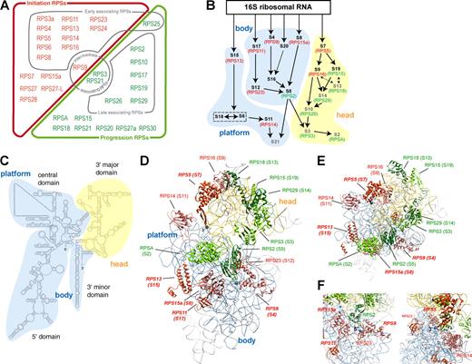 Figure 8. Distribution of i-RPSs and p-RPSs in the 40S ribosomal subunit. (A) Functional classification of RPSs according to their role in pre-rRNA processing. This classification is compared with the association order established in previous experiments for a large number of RPSs (see Discussion; Hadjiolov, 1985). RPSs shown to associate early belong to the i-RPS set (red), except for RPS25, whereas late associating proteins correspond to p-RPSs (green). (B) Position of i-RPSs and p-RPSs bacterial homologues in the assembly map of the 30S subunit (adapted from Holmes and Culver, 2004). Arrows between ribosomal proteins indicate their mutual dependency for association. Primary and secondary binding ribosomal proteins are shown in black and tertiary ribosomal proteins in gray. Human homologues are indicated by brackets (red, i-RPSs; green, p-RPSs). Correspondence of the ribosomal protein nomenclatures in Homo sapiens, S. cerevisiae, and Escherichia coli is provided in Table S2. (C) Secondary structure of the murine 18S rRNA. (D) Position of the i-RPS (in red or salmon red) and p-RPS (in dark and light green) proteins in the model of the canine mammalian ribosome (Protein Data Bank accession no. 2ZKQ) based on cryoelectron microscopy (Chandramouli et al., 2008). The 18S rRNA head domain is colored in yellow, whereas the body is in blue. Because localization of ribosomal proteins in eukaryotic models relies on the crystal structure of bacterial ribosomal subunits, only the 15 RPS proteins having a homologue in bacteria are positioned. The names of the corresponding bacterial proteins are indicated in parentheses. Proteins homologous to bacterial primary binders are in bold, italic characters. Pictures were produced using Chimera (Pettersen et al., 2004). (E) Top view of the head showing arrangement of p-RPSs. (F) Closer view of the 18S rRNA 5′ and 3′ ends (blue dots) shows that they are surrounded by i-RPSs.