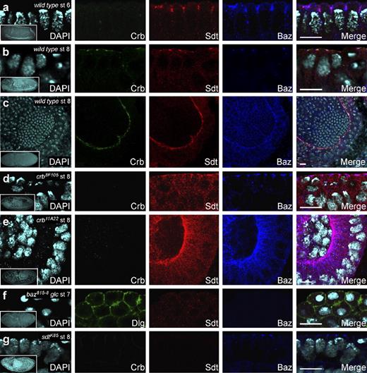 Figure 4. Sdt colocalizes with Baz in the absence of Crb. (a) In a wild-type embryo at stage (st) 6, Crb is very weakly expressed, but Sdt and Baz colocalize in the apical portion of the lateral plasma membrane. (b) In the epidermis of a wild-type embryo at stage 8, Crb and Sdt colocalize slightly apical to Baz. (c) In the proctodeal invagination of a wild-type embryo at stage 8, Crb and Sdt colocalize slightly apical to Baz. (d and e) In embryos mutant for crb8F105 (d) and crb11A22 (e), Sdt and Baz colocalize in the absence of Crb. Note that the C-terminally truncated Crb8F105 protein is diffusely localized in the epidermis, and thus, the fluorescence signal is below the detection level. (f) In a baz815-8 mutant embryo derived from a germline clone (glc), Sdt is completely delocalized, whereas Dlg still localizes to the cortex. (g) In a sdtK85 mutant embryo, Crb is completely delocalized, but Baz still localizes to apical spots at the membrane. See also Fig. S3. (a–g) Insets show an overview of the embryo from which the respective high magnification images were taken. Bars, 10 µm.