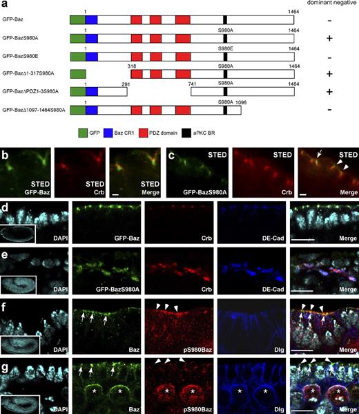 Figure 1. GFP-BazS980A does not localize properly and causes the formation of protein aggregates when overexpressed. (a) GFP-tagged versions of Baz used in this study. + or − indicate whether overexpression of these variants of Baz causes the dominant-negative phenotype described in Overexpression of nonphosphorylatable Baz phenocopies mutations in crb and sdt. (b) STED imaging reveals localization of GFP-Baz basal to Crb in the embryonic ectoderm. (c) STED imaging reveals colocalization of GFP-BazS980A with Crb (arrow) and localization of GFP-BazS980A apical to Crb (arrowheads) in the embryonic ectoderm. (d) GFP-Baz localizes in dots at the apex of the lateral plasma membrane. (e) Overexpressed GFP-BazS980A localizes to aggregates containing additional proteins, including Crb and DE-cadherin, that are mislocalized to the cytosol. (f and g) Subcellular localization of Baz phosphorylated at S980. Embryos at stage 9 were stained with an antibody that recognizes Baz irrespective of its phosphorylation status (Baz) and with an antibody that recognizes Baz only when it is phosphorylated at S980 (pS980Baz). Note that in the epithelium, both signals overlap only partially, with pS980Baz staining (arrowheads) being enriched at the apical border of larger spots stained with the conventional Baz antibody (arrows). (g) pS980Baz staining is also detectable in the apical cortex of mitotic neuroblasts (asterisks). (d–g) Insets show overviews of the embryos from which the high magnification images were taken. Baz transgenes were overexpressed with da::GAL4. See also Fig. S1. Bars: (b and c) 1 µm; (d–g) 10 µm.