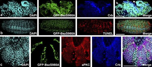 Figure 2. Overexpression of GFP-BazS980A disrupts epithelial morphogenesis and induces apoptosis. (a) A late stage embryo overexpressing GFP-BazS980A with da::GAL4 shows a severely disrupted morphology caused by the degeneration of the epidermis. The embryo is dorsally open, and internal organs including the foregut (arrow) and midgut (arrowhead) protrude to the outside. (b) Upon overexpression of GFP-BazS980A with da::GAL4, many epidermal cells die by apoptosis, marked by TUNEL labeling. GFP-BazS980A puncta correspond to aggregates such as those shown at higher magnification in Fig. 1 e. (c) The dominant-negative effect of GFP-BazS980A overexpression is cell autonomous. GFP-BazS980A was overexpressed under control of en::GAL4 in segmentally repeated stripes. Note that aPKC and Crb are lost from the plasma membrane in cells that overexpress GFP-BazS980A but localize to the cell outlines in the region between stripes. See also Fig. S2 and Videos 1 and 2. Bars: (a and b) 100 µm; (c) 50 µm.