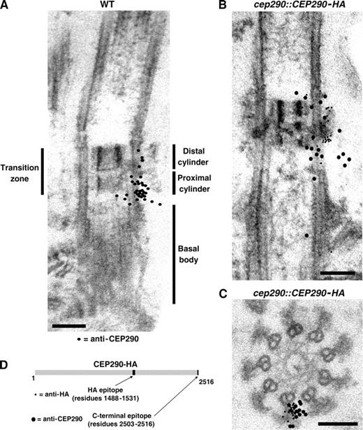 Figure 4. Immunogold localization of CEP290. (A) Wild-type detergent-extracted cytoskeletons were incubated with CEP290 antibody and gold-conjugated secondary antibody, then fixed, embedded, and sectioned. The locations of 34 gold particles from ∼30 sections are indicated by black dots superimposed on the EM. For simplicity, the black dots are depicted on only one side of the transition zone; no bias for either side of the transition zone was observed. A selection of original micrographs is shown in Fig. S3. (B and C) cep290::CEP290-HA cytoskeletons were double-labeled with antibodies to CEP290 (12-nm gold) and HA (6-nm gold). As in A, the locations of the particles from several longitudinal sections (B) and cross sections (C) are represented by black dots superimposed on a single EM. A selection of original micrographs is shown in Fig. S4. Bars, 100 nm. (D) Schematic of HA-tagged CEP290 depicting the locations of the HA and C-terminal epitopes.