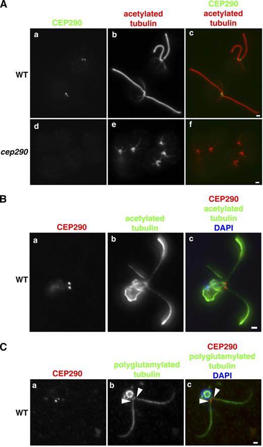 Figure 2. C. reinhardtii CEP290 is located in the transition zone. (A) Wild-type and cep290 mutant cells were fixed and processed for immunofluorescence using the indicated antibodies. (B and C) Wild-type cells were detergent-extracted, and the resulting cytoskeletons were processed for immunofluorescence using the indicated antibodies. Co-labeling with antibodies to CEP290 and acetylated tubulin revealed CEP290 localization at the base of each flagellum (A and B). (C) Co-labeling with polyglutamylated tubulin indicated that CEP290 is located within the transition zone (arrowheads; Lechtreck and Geimer, 2000). Also see Fig. S1. Bars, 1 µm.
