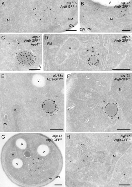Figure 6. Atg9-GFP distribution in various atg mutants. The atg11Δ (MMY069; A and B), atg1Δ (MMY068; C and D), atg13Δ (MMY070; E and F), and atg14Δ (MMY071; G and H) strains were grown and processed as described in Fig. 2. Cryosections were immunolabeled for GFP alone (A, B, and D–J) or in combination with Ape1 (C). (A and B) The Atg9 reservoirs observed in atg11Δ cells. (C and D) The PAS accumulated in the atg1Δ knockout. (E and F) The PAS present in the atg13Δ strain displays a Cvt complex surrounded by numerous small vesicles. (G and H) Enrichment of tubular membranes at the PAS of the atg14Δ mutant. Cvt complexes are highlighted with broken lines. D–F are also shown in Fig. S4 (E, F, I, and J) without dashed lines for clarity, while additional examples are presented in Fig. S4 (A–D, G, H, and K–Q). CW, cell wall; M, mitochondria; N, nucleus; PM, plasma membrane; V, vacuole. Bars, 200 nm.