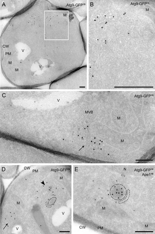 Figure 2. IEM analysis of wild-type cells expressing Atg9-GFP. Atg9-GFP (MMY067) cells were grown to log phase and processed for IEM as described in Materials and methods. Preparations shown in A–D were immunogold labeled only for GFP, whereas those presented in E were double immunogold labeled for GFP and Ape1. (A) Overview of a labeled cell section. (B) Insets of A illustrating an Atg9-positive cluster of vesicles and tubules. (C) Atg9-containing membranous arrangements (arrow) adjacent to mitochondria (≤50 nm distance). (D) Micrograph showing a GFP-labeled cell with two Atg9 clusters (marked by an arrow and an arrowhead), one of which (arrowhead) associated with an electron-dense structure with a 100–150 nm diameter (broken lines). (E) The circular electron-dense structures found in close proximity to the Atg9 clusters and labeled for Ape1 are Cvt complexes (broken lines). The dashed cisterna emphasizes the Cvt complex surface not associated with Atg9-containing membranes. D and E are also shown in Fig. S1 (A and B) without broken lines for clarity, while additional examples of Atg9 clusters are presented in Fig. S1, C–H. The size of the gold particles is indicated on the top of each picture. CW, cell wall; M, mitochondria; MVB, multivesicular body; N, nucleus; PM, plasma membrane; V, vacuole. Bars, 200 nm.