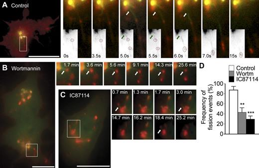 Figure 6. p110δ regulates fission of TGN-derived, TNF-containing tubular carriers. (A–C) RAW264.7 macrophages coexpressing YFP-p230GRIP (green) and TNF-mCherry (red) were treated with LPS only (A; control), LPS and 15 nM wortmannin (B), or LPS and 5 µM IC87114 (C) for at least 30 min before live cell imaging. (A) Selected stills from Video 2 depict tubular carriers labeled for YFP-p230GRIP emerging from the TGN and rapidly undergoing fission (white and green arrows) to release boluses of TNF-mCherry as cargo (dotted circles in grayscale insets). (B and C) Stills from Videos 3 and 4, respectively, also show YFP-p230GRIP tubules loaded with TNF-mCherry that were formed but cannot undergo fission. (D) Counting of fission events in TNF-mCherry–loaded YFP-p230GRIP tubules in live cells treated with LPS only (control), LPS and wortmannin (wortm), or LPS and IC87114 (IC87114). 30–40 cells were analyzed over eight transfections for each treatment. Error bars indicate mean ± SEM. **, P = 0.0022; ***, P < 0.0001. Regions of colocalization or interest are indicated by boxes and are magnified in insets. Bars, 20 µm.
