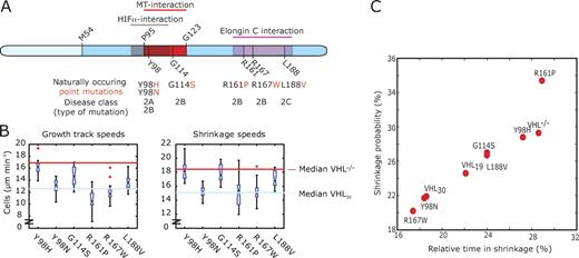 Figure 4. Analysis of naturally occurring pVHL point mutants. (A) Position of each naturally occurring point mutation within pVHL30 domains and its disease class. pVHL19 results from an internal translational initiation site at methionine 54 (M54). (B) Distributions of per cell means of growth track and shrinkage speeds (10–15 RCC-4 cells per mutant). The light blue line indicates the median value of RCC-4 cells expressing wild-type pVHL30, and the red line indicates the median value of RCC-4 cells expressing the control vector (Figs. 1 I and 2 D). The speeds distributions of individual MT growth and shrinkage events are presented in Fig. S4 B. Boxes indicate 25, 50 (median), and 75% quantiles; whiskers extend to 1.5× the interquartile range; red dots indicate outliers beyond this range. Notched boxes indicate uncertainty of the median. Boxes whose notches do not overlap indicate that the medians of the two clusters differ at the 5% significance level. (C) Scatter plot of shrinkage probability (probability of a switch from a growth to a shrinkage event) versus time spent in shrinkage, relative to the total duration of trajectories.