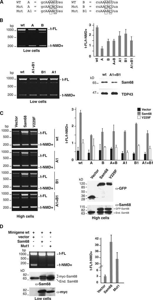 Figure 6. Sam68 triggers retention of the 3′ UTR-intron. (A) Comparison between WT and mutated A and B sites. Boxes highlight residues that are changed in the different mutants; underlined residues indicate a mutated nucleotide in a specific mutant. (B) L cells (Low cells) were transfected with a minigene containing the WT SF2/ASF 3′ UTR or with derivatives with one (Mut A, Mut B, Mut A1, and Mut B1) or both Sam68 binding sites (Mut A+B and Mut A1+B1) mutated. t-FL and t-NMD+, minigene transcripts generated by retention and splicing of the 3′ UTR-intron, respectively. The histogram on the right shows the ratio between t-FL and t-NMD+ splicing products calculated from three independent experiments. (B, bottom right) Western blot analysis with anti-Sam68 and anti-TDP43 antibodies of a pull-down experiment, as in Fig. 5 D, performed with a 965-mer riboprobe spanning the 3′ UTR-intron from 50 nt upstream of the Sam68-binding site A to 50 nt downstream of the Sam68 binding site B, in either WT or mutated. (C) WT, Mut A1, Mut B1, and Mut A1+B1 minigenes were cotransfected into H cells (High cells) along with a plasmid encoding the GFP-tagged WT Sam68, the GFP-tagged V229F mutant, or the empty vector (left). The same experiment was performed with Mut A, Mut B, and Mut A+B minigenes (Fig. S4). The histogram on the right shows the t-FL/t-NMD+ ratio calculated in three independent experiments. Expression of tagged Sam68 proteins was verified by Western blotting with anti-GFP and anti-Sam68 antibodies (left). (D) A minigene containing the WT sequence of the SF2/ASF 3′ UTR region was cotransfected into L cells along with a plasmid encoding the myc-tagged WT Sam68, the myc-tag Mut 1 (Matter et al., 2002), or the empty vector. The splicing profile of minigene transcripts was analyzed in RT-PCR, and the ratio between the two splicing products is shown in the histogram on the right. The expression of the tagged proteins was verified by Western blotting with antibodies against Sam68 and against the myc tag. Error bars indicate SD calculated from three independent experiments.