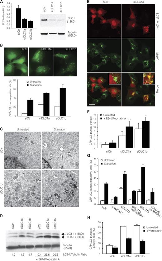 Figure 6. Modulation of autophagy by DLC1 down-regulation. (A) DLC1 down-regulation in GFP-LC3–expressing 2F cells using specific siRNA oligonucleotides (siDLC1a and siDLC1b). DLC1 mRNA and protein levels were analyzed by quantitative PCR (left) and WB (right). siCtr, unrelated oligo; RL, relative levels; tubulin, protein loading control. (B) Increase of basal and starvation-induced autophagy by DLC1 down-regulation. 24 h after transfection with DLC1 siRNA oligonucleotides, GFP-LC3–expressing 2F cells were starved for 4 h or left untreated, and the occurrence of autophagy was analyzed by measuring GFP-LC3 punctate–positive cells. A graph reporting data from three experiments is shown together with representative fluorescence images of siRNA oligonucleotide–transfected cells in control conditions. Bar, 20 µm. (C) Ultrastructural analysis by means of electron microscopy of ultrathin sections from 2F cells transfected with a RNAi oligonucleotides for DLC1 (siDLC1b) or an unrelated oligonucleotide (siCtr) and starved for 4 h or left untreated. Bar, 1.5 µm. (D–F) Increase of autophagosome on rate by DLC1 down-regulation. (D) After DLC1 down-regulation (siDLC1a-b), 2F cells were treated with the lysosome inhibitors E64d and pepstatin A for 4 h or left untreated, and the occurrence of autophagy was analyzed by LC3-I to LC3-II conversion. Densitometric analysis of the band density ratio of LC3-II relative to tubulin is reported with the siCtr ratio arbitrarily defined as 1.00 (Fig. S4 B). (E) mCherryLC3-expressing 2F cells transfected as in D and treated with the lysosome inhibitors E64d and pepstatin A for 4 h were stained by using the lysosome marker LAMP1 (green). Insets containing higher magnification views of the merge images are also shown. Bar, 16 µm. Colocalization was assessed by calculating the Pearson’s correlation coefficient r (mean r: siCtr, 0.24 ± 0.02; siDLC1a, 0.66 ± 0.04). (F) GFP-LC3–expressing 2F cells transfected and treated as in D were analyzed for the appearance of GFP-LC3 puncta per cell. *, P < 0.05; **, P < 0.01. (G) Autophagy induced by DLC1 down-regulation requires AMBRA1. GFP-LC3–expressing 2F cells were transfected using DLC1 and AMBRA1 siRNA oligonucleotides (siAMBRA1) either separately or in combination. 24 h after transfection, 2F cells were starved for 4 h or left untreated, and the occurrence of autophagy was analyzed by measuring GFP-LC3 punctate–positive cells. (H) Autophagy induced by DLC1 down-regulation requires PI3K activity. After DLC1 down-regulation, 2F cells were incubated with Wortmannin for 4 h and analyzed for appearance of GFP-LC3 punctate staining. Error bars indicate mean ± SD of three experiments.