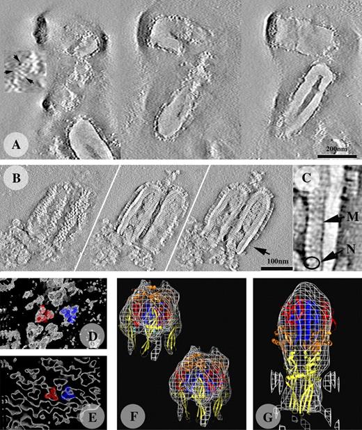 Figure 4. Tomography of negatively stained VSV incubated at pH 7.5 and 5.5, and comparison of the structure of G with the corresponding x-ray crystallography model. (A and B) Three sections of the tomograms are shown (extracted from Videos 1 and 3); one at the level of the G layer (left), one at the level of the nucleocapsid (middle) and one passing through the center of the particle (right). The tilted series used to calculate the tomograms were recorded on negatively stained samples. (A) At pH 7.5, VSV is bullet shaped, with a central cavity. In some areas, the G layer contains trimeric entities (arrows in the enlargement). As the stain does not penetrate the viral particle, the nucleocapsids are not visible. (B) At pH 5.5, G shows trimeric structures that form quasi-helical arrays (left). The nucleocapsid is now visible (middle and right). In the center of the particle, a twisted material occupies the central cavity. (C) Enlargement of the central section (indicated by the arrow in the right frame in B) showing the organization of the particle beneath the membrane. The characteristic bilobed shape of N is visible and an additional domain is seen that may be attributed to M (Ge et al., 2010). (D and E) Volumes at the surface of the particle, extracted from the tomograms, revealing the presence of trimeric entities to which x-ray models of the pre-fusion (D) and post-fusion (E) structures can be manually fitted. In each case, two models (in blue and red) are displayed. (F and G) For a more quantitative fit, four trimers were isolated from the reconstructions and averaged. The x-ray models were fitted to the resulting averaged 3D reconstructions with UROX (Siebert and Navaza, unpublished program), a more user-friendly version of URO (Navaza et al., 2002). (F) For viruses incubated at pH 7.5, two fits are shown. For the fit displayed above and to the left, the crystallographic trimer, with its domains shown in color, was directly fitted in the electron microscopy reconstruction. The second fit (below and to the right) was performed with a monomer, imposing C3 symmetry. The better fit obtained with this model suggests that the trimer of G at the surface of the particle is slightly different from that in the crystalline structure. (G) At pH 5.5, the crystalline post-fusion model of G fits the tomographic model well.