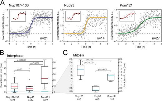 Figure 3. Kinetics of NPC assembly in interphase. (A) Plots of NPC assembly kinetics. Curves were aligned after fitting with the sigmoid function along the half-maximal intensity. All measured data points are displayed in gray. Colored lines show a sigmoid curve with the mean characteristic time. Inset boxes represent individual fits for the examples shown in Fig. 2. (B) Boxplot of characteristic times for sigmoid fit. Boxes indicate 25% and 75% quartiles, red lines show median, and outliers are indicated by crosses. Blue lines show the median of corresponding mitotic fits (compare with C). The data in A and B were derived from seven, four, and seven cells for Pom121, Nup107, and Nup93, respectively. (C) Assembly curves for postmitotic NPC assembly (Dultz et al., 2008) were fitted with sigmoid curves for comparison (Fig. S2). P-values are for unpaired t tests.