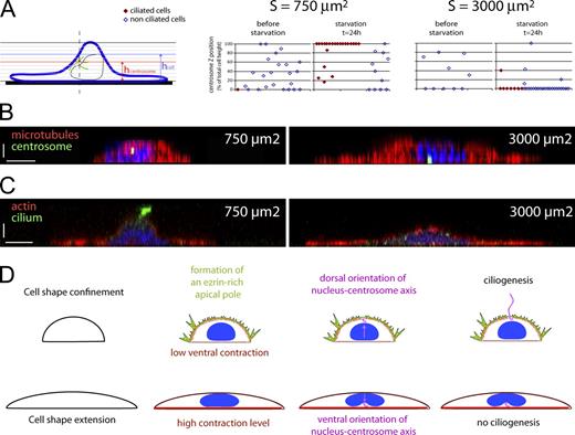 Figure 5. Cell shape regulates cell polarity and ciliogenesis. The experimental procedure is described in Fig. 2 C. RPE1 cells were plated on small (750 µm2) and large (3,000 µm2) micropatterns and serum starved for 24 h. (A) Micropatterned cells were fixed and immunolabeled to reveal primary cilium, centrosome/basal body, actin filaments, and nucleus (Fig. S3 A). Z stacks were performed to measure centrosome position. The ratio between centrosome position and local cell height was measured in confined and extended cells before and 24 h after serum starvation in ciliated and nonciliated cells. (B) Micropatterned cells were fixed in cold methanol and immunolabeled for γ-tubulin to reveal the centrosome (green) and immunolabeled with α-tubulin to reveal microtubules (red). DNA is in blue. Z stacks were acquired and deconvolved to detect centrosome positioning (Fig. S3 B). XZ optical sections illustrate centrosome positioning above the nucleus in confined cells (left) and below the nucleus in spread cells (right). (C) Micropatterned cells were fixed with paraformaldehyde, immunolabeled for acetylated tubulin (green), and stained with phalloidin (red; Fig. S3 C). DNA is in blue. XZ optical sections illustrate the presence of the primary cilium at the dorsal surface of confined cells (left) and the presence of acetylated microtubules in the cytoplasm of spread cells (right). (D) Results summary. When cells are spatially confined, they develop a polarized actin architecture with contractile bundles in the ventral surface and a polymerizing network in membrane protrusions at the dorsal surface. In these cells, the nucleus–centrosome axis is reproducibly oriented toward the dorsal surface in a Rho kinase–dependent manner. The apical positioning of the centrosome and its anchoring in the ezrin-rich actin network promote the formation of the primary cilium. When cells are highly extended, the actin network is unbalanced toward the formation of numerous and large contractile bundles. The internal polarity is reversed compared with confined cells. The nucleus–centrosome axis is oriented toward the ventral surface in an actin- and microtubule-dependent manner. The centrosome is in close proximity to actin stress fibers, whose contractility prevents the extension of the primary cilium. X bars, 5 µm. Z bars, 2 µm.