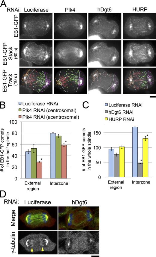 Figure 3. Augmin, but not centrosomes or HURP, is critical for interzonal MT generation in unperturbed anaphase cells. (A) Single time frame images (top), 60-s stacked images (middle), and 10-s tracings (bottom) of EB1-GFP in RNAi-treated cells. Absence of the centrosome at the left pole of the monastral bipolar spindle of the Plk4-depleted cell was confirmed by z-axis confocal sectioning of the whole cell (Fig. S2 E). The following comets were distinguished: interzonal comets moving from left to right (acentrosomal to centrosomal side in Plk4-depleted cells; red), those moving in the opposite direction (green), comets moving in the external region on the left side (acentrosomal side in Plk-depleted cells; orange), or those on the opposite side (magenta). Light blue, interzonal comets with unknown directionalities; gray lines, borders between the external region and interzone. (B) Number of comets observed in each region of the half-spindle in control (blue) or Plk4-depleted cells (centrosomal or acentrosomal halves shown in green or red, respectively). Asterisks indicate statistically significant difference from the control (P < 0.008 by t test). The numbers of interzonal comets with unknown directionalities were 9.7 ± 2.3 (SEM) and 9.7 ± 3.5 in control and Plk4-depleted cells, respectively (not depicted). (C) The number of comets observed in each region of the whole spindle in control (blue), hDgt6-depleted (gray), and HURP-depleted cells (yellow) is shown. Means ± SEM of three independent experiments were shown (nine cells were analyzed for each region). Asterisks indicate statistically significant difference from control (P < 0.005 by t test). An identical dataset was used for luciferase RNAi cells in B and C. (D) Immunostaining of MTs (green), γ-tubulin (red), and chromosomes (blue) in control and hDgt6-depleted cells in anaphase. In the control cell, γ-tubulin was concentrated at both ends of the central spindle (arrowheads); however, such concentration was not observed in the augmin-depleted cell. Bars, 5 µm.