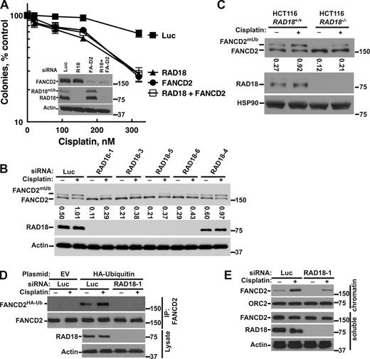 Figure 1. RAD18 is required for cisplatin-induced FANCD2 monoubiquitination and recruitment to chromatin. (A) HeLa cells were transfected with siRNAs that target Luciferase (Luc), RAD18-1 (R18), FANCD2 (FA-D2), or both. 2 d later, trypsinized cells were analyzed by immunoblotting (inset; note that monoubiquitylated FANCD2 is not resolved under these gel conditions) and replated, treated with cisplatin for 24 h, washed, and cultured for 8 d to allow colony formation. A representative experiment that has been repeated three times is shown (n = 3 ± SD; see Fig. S1 A for additional replicates). (B) K562 cells were transfected with siRNAs. 2 d later, the cells were treated with 30 µM cisplatin for 6 h (+), and lysates were immunoblotted. Monoubiquitylated FANCD2 (FANCD2mUb) was detected by slower migration in SDS-PAGE. (C) RAD18+/+ HCT-116 and RAD18−/− HCT-116 cells were treated with 30 µM cisplatin for 6 h and analyzed as in B. (D) K562 cells were cotransfected with siRNAs and plasmids that encode HA-tagged ubiquitin or empty vector (EV). 2 d after transfection, the cells were treated as in B. The lysate was immunoprecipitated (IP) with anti-FANCD2 antibody. The immunoprecipitates and starting lysates were sequentially immunoblotted to detect HA-ubiquitin covalently linked to FANCD2 (anti-HA mAb) and FANCD2. (E) K562 cells were transfected with siRNA, cultured, and treated with cisplatin as in B. Cells were separated into chromatin-bound and soluble fractions, which were analyzed by immunoblotting. Western blot markers are given in kilodaltons.