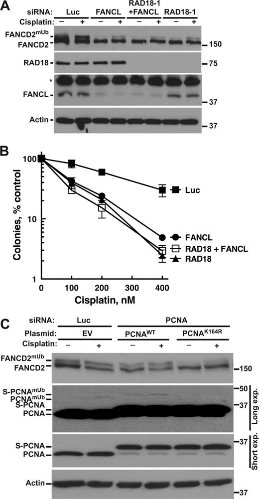 Figure 2. RAD18 participates in cisplatin-induced FANCD2 monoubiquitylation through the ubiquitylation of PCNA on Lys164. (A) K562 cells were transfected with siRNAs, cultured for 2 d, and treated with 30 µM cisplatin (6 h). Lysates were immunoblotted as indicated. *, nonspecific band. (B) HeLa cells were transfected with siRNAs. 2 d later, the trypsinized cells were analyzed by immunoblotting (Fig. S2 A), and the remaining cells were replated, treated with cisplatin for 24 h, washed, and cultured for 8 d to allow colony formation. A representative experiment of three independent experiments is shown (n = 3 ± SD). (C) K562 cells were cotransfected twice with siRNAs and plasmids that encode siRNA-resistant wild-type PCNA (PCNAWT) or PCNAK164R. 2 d after the second transfection, trypsinized cells were analyzed by immunoblotting and for cell cycle (Fig. S2 B). Short and long exposures of the PCNA immunoblot are shown to demonstrate PCNA loading and PCNA monoubiquitylation (PCNAmUb), respectively. Western blot markers are given in kilodaltons.